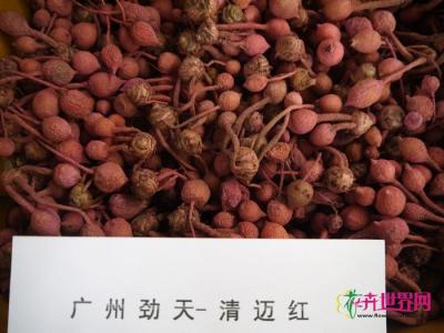 姜荷花种子