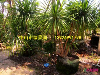 龙血树