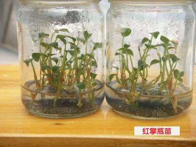 红掌