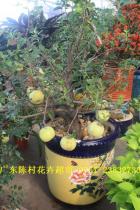 盆花