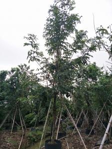 腊肠树