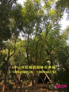 丛生蓝花楹