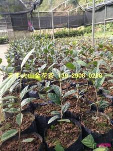 金花茶苗
