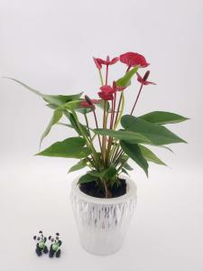 G3钻石花盆