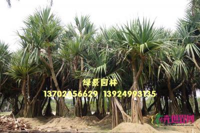 红刺林投