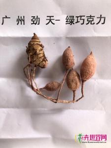 姜荷花