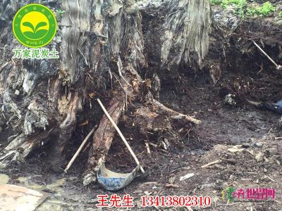 高要泥炭土（开采现场）
