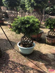 罗汉松花瓶