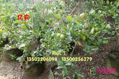黄金柠檬