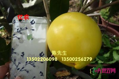 黄晶果