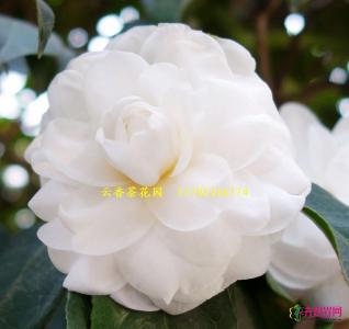 茶花