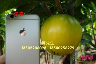 黄晶果
