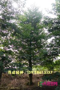 大腹木棉