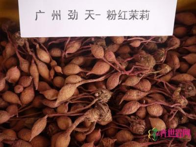 姜荷花