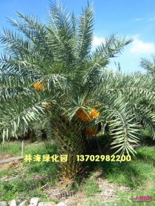 中东海枣