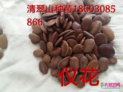 仪花