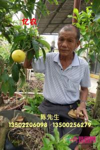 黄晶果