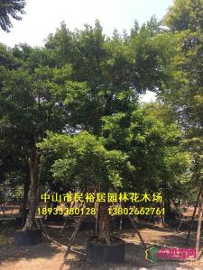 和顺树