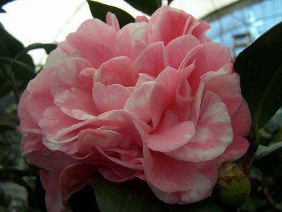 茶花