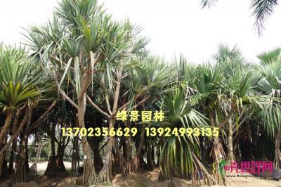 红刺林投