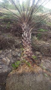 海枣4米杆高地苗