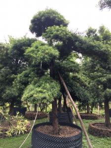 台湾罗汉松