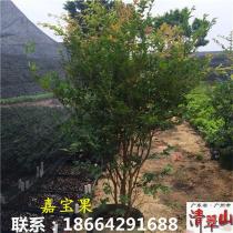果树苗