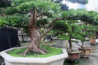 台湾罗汉松（庭院景观）