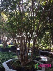 嘉宝果