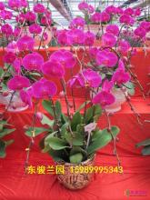 蝴蝶兰组合盆栽