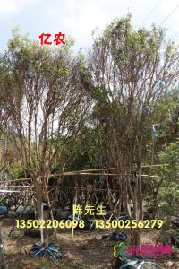 嘉宝果