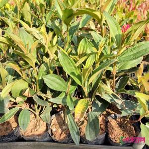 角茎野牡丹