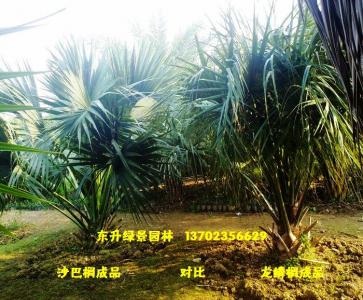 沙巴榈