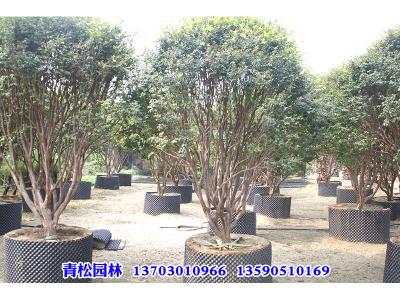 嘉宝果