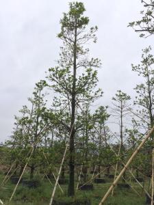 尖叶杜英