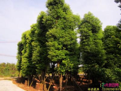 多杆香樟