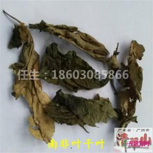 南非叶干叶