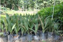 棕榈科种苗