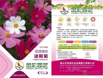 波斯菊