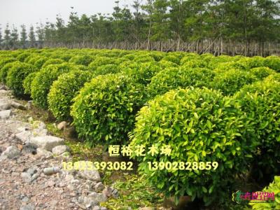 黄榕球