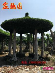 榕树圆亭