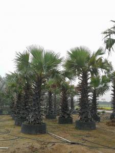 糖棕