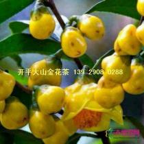 金花茶树
