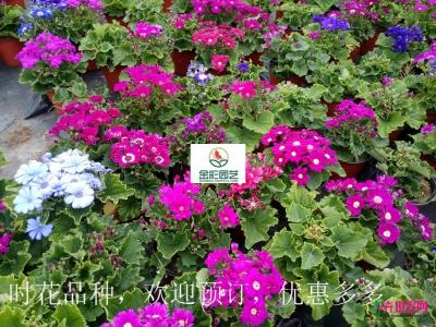 瓜叶菊
