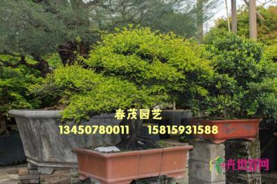 台湾黄金紫檀