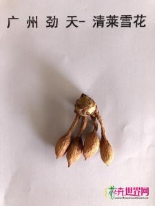 姜荷花