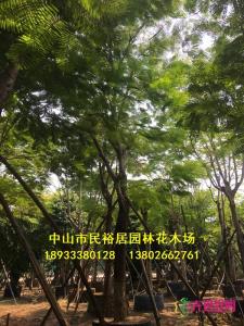 凤凰木