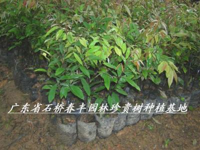 红椎