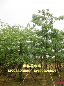 美丽异木棉 美人树