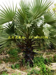 糖棕
